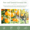PHATOIL 100ml Sweet Orange Essential Oil For Diffuser Aromatherapy Premium Fragrance Essential Oils For Candle Making DIY Soap